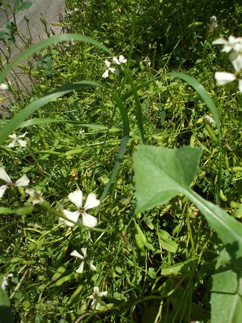 Collecting Arugula Seeds - urbantomato