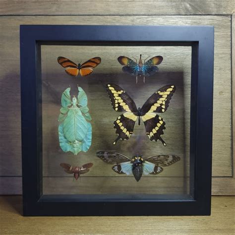 Insect Collection - Etsy