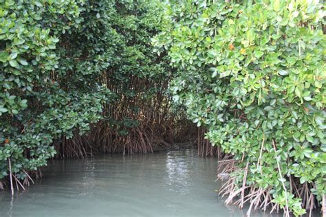 Mangrove Viviparous Plants Stock Photos - Free & Royalty-Free Stock ...