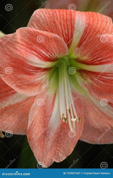 Amaryllis or Candy Cane Easter Lily Flower Stock Image - Image of petal, bulb: 153937347