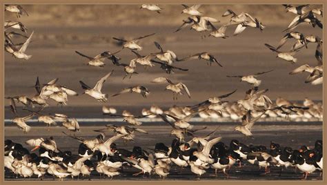 Dunlin flock in an unusual light. | BirdForum