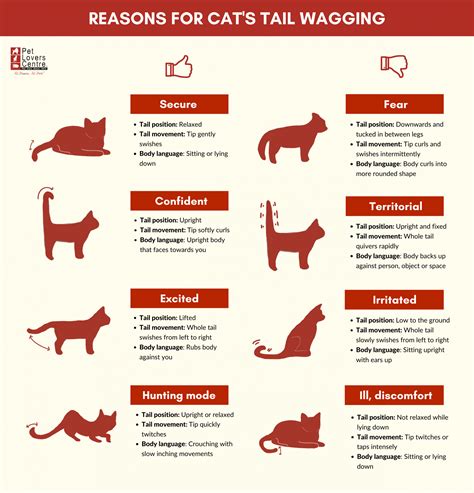 Why Do Cats Wag Their Tails: 8 Reasons & How To Understand