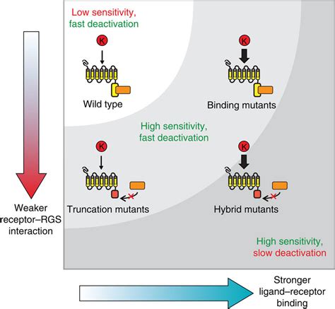 Pathway regulation depends on both ligand-receptor binding and a... | Download Scientific Diagram