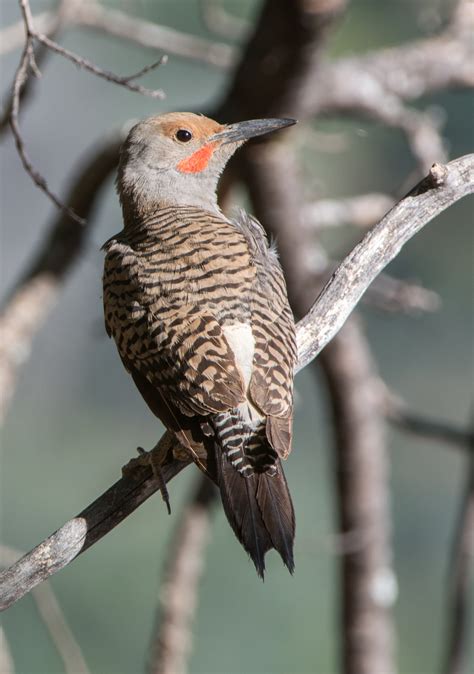 Bird Words: Northern Flicker – A Red, White, and Blue Bird – anewscafe.com