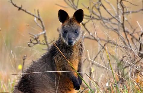 Wallaby - Description, Habitat, Image, Diet, and Interesting Facts