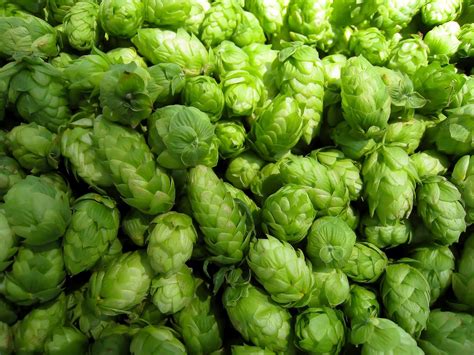 Become a Brewmaster by Growing your Own Hops | Espoma Organic