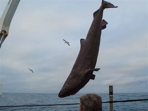 Greenland Shark / Rare Greenland Sharks Captured On Film In Canadian ...