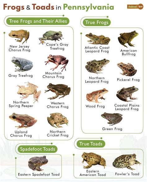 List of Frogs and Toads Found in Pennsylvania with Pictures