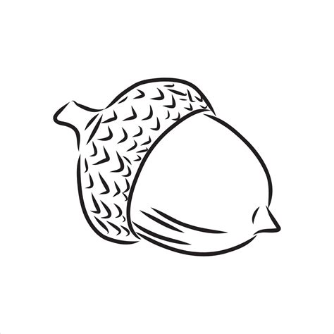 acorn vector sketch 7315489 Vector Art at Vecteezy