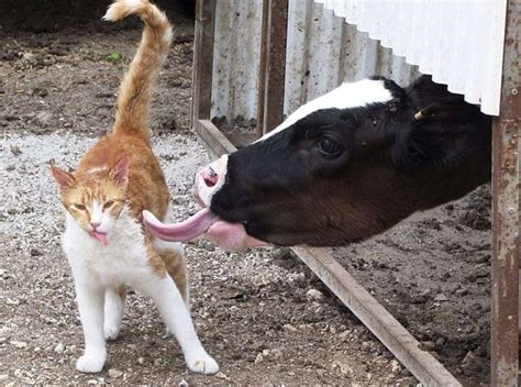 17 Animals Who Know That Cows Make The Best Friends - The Dodo