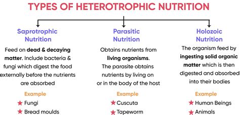 Heterotrophs Examples