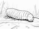 Printable Millipede Coloring Page  Coloring sketch template