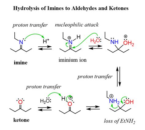 Imine and Enamine Hydrolysis Mechanism in 2020 | Chemistry, Organic chemistry, Organic synthesis