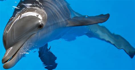 Winter the dolphin, star of 'Dolphin Tale' movies, dies