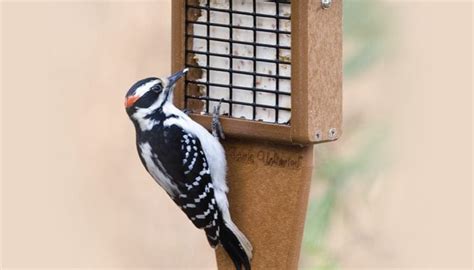 Suet Feeders - Wild Birds Unlimited | Wild Birds Unlimited