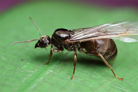 Flying ant queen Lasius niger #3 | Flying ant queen Lasius n… | Flickr