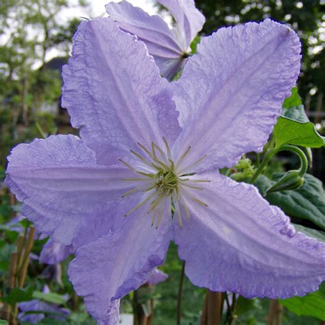 Clematis viticella 'Prince Charles' mit vielen hellblauen Blüten. | Native Plants