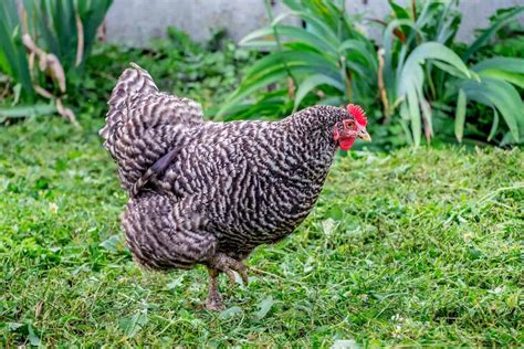 Plymouth Rock Chicken: The Ultimate Breed Guide | Chook City