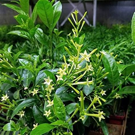 Night Blooming Jasmine | Star Nursery Garden and Rock Centers