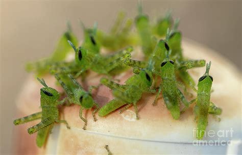 Grasshopper Nymph Group Photograph by Jeff Parish - Fine Art America