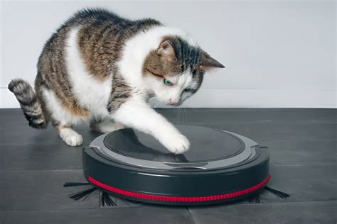 What Is The Best Robot Vacuum For Pet Hair | Robots.net