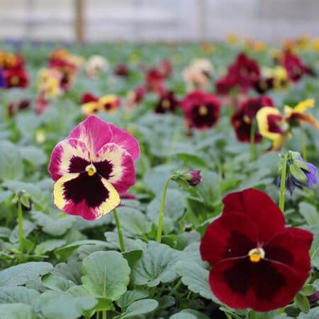 Pansy Edible Flowers | Nurtured in Norfolk