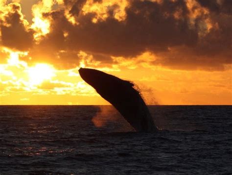 Whale breach at sunset! - Picture of Pacific Whale Foundation, Maalaea - TripAdvisor