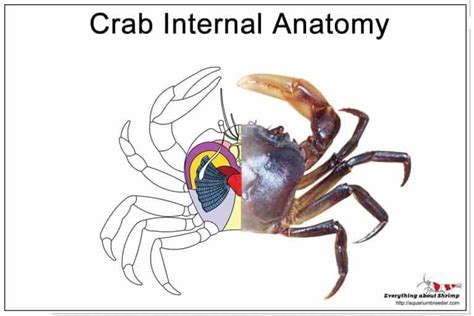 Crab Internal Anatomy - Shrimp and Snail Breeder