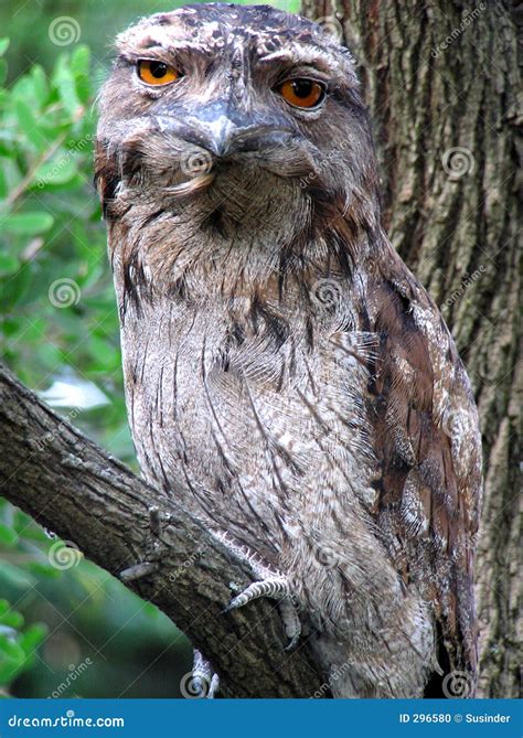 Tawny Frogmouth Owl Stock Photo - Image: 296580