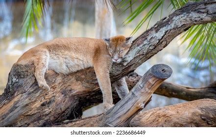 Pregnant Female Cougar Puma Concolor Sleeping Stock Photo 2236686449 | Shutterstock