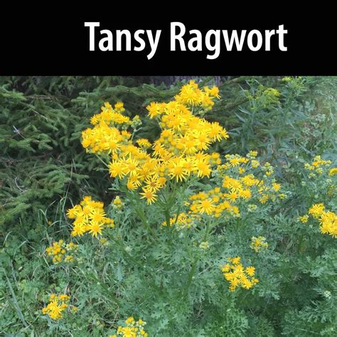 Tansy Ragwort - Alberta Invasive Species Council