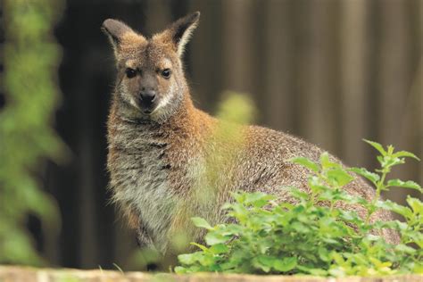 New Wallaby Walkthrough for Marwell Zoo | Discover Animals