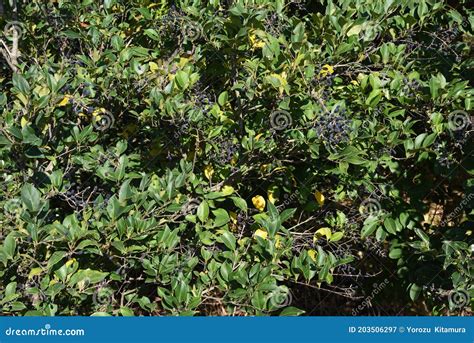 Ligustrum Japonicum Berries. Stock Image - Image of nuts, ligustrum: 203506297