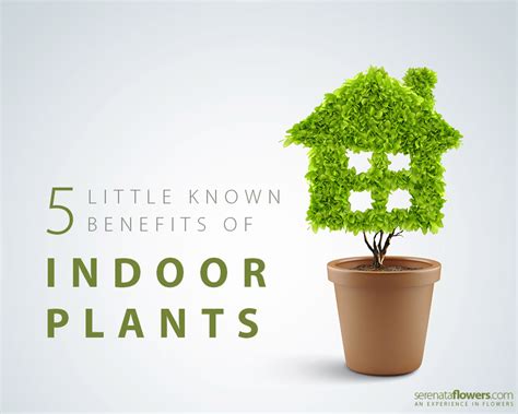 5 little known Health Benefits of Indoor Plants - PollenNation