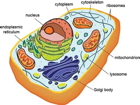 Cytoskeleton Facts for Kids (Explained!) - Education site