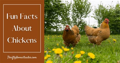 8 Fun Facts About Chickens