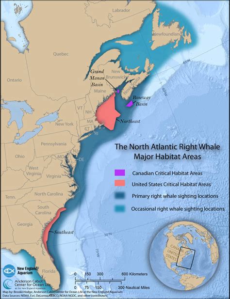 Migration: Where do the Right Whales Go? – Blue Ocean Society for Marine Conservation