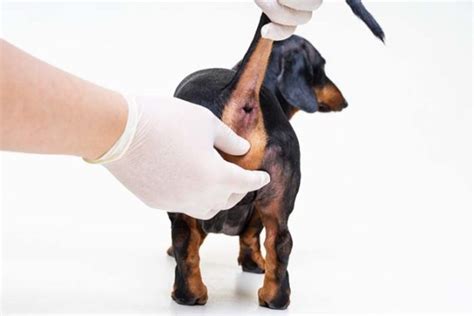 Perianal Tumors in Dogs: A Brief Guide – Top Dog Tips