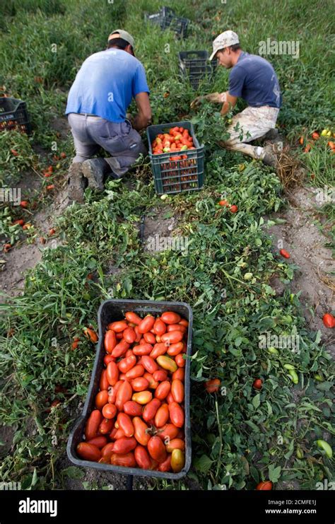 Workers picking grapes italy hi-res stock photography and images - Alamy