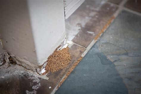 Signs that you may have a termite infestation | Killroy Pest Control