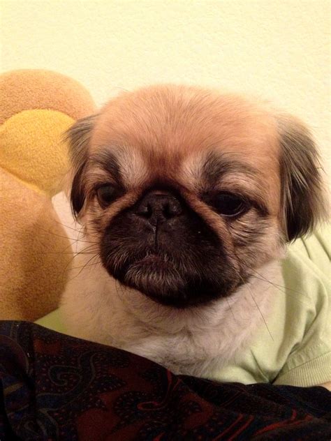 Grumpy Dog | Grumpy dog, Dogs, Puppies