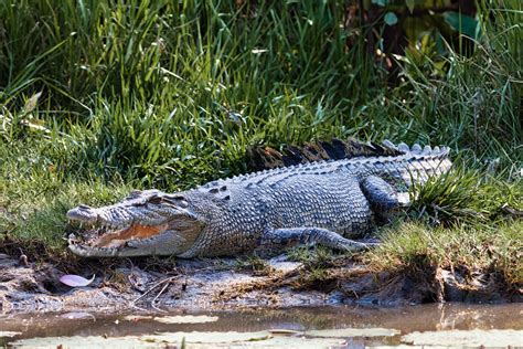 Vaccine developed to protect crocodiles and multi-million dollar industry