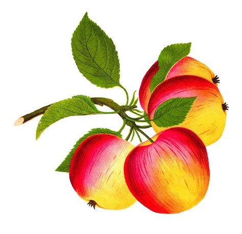 Antique Images: Digital Botanical Art Fruit Image Gala Apple Download