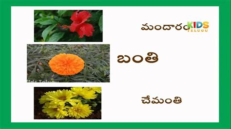 Flowers Names In Telugu | Best Flower Site