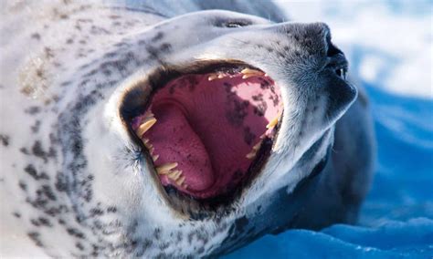 Seal Teeth: Everything You Need To Know - A-Z Animals