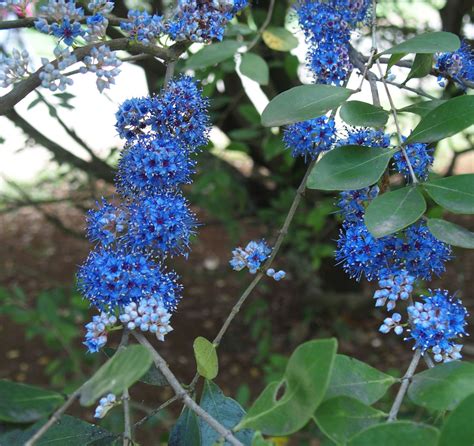 Memecylon umbellatum | Planting flowers, Plants, Amazing flowers