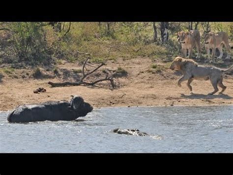 All out Kruger battle as buffalo fights lions and crocodile - Win Big Sports