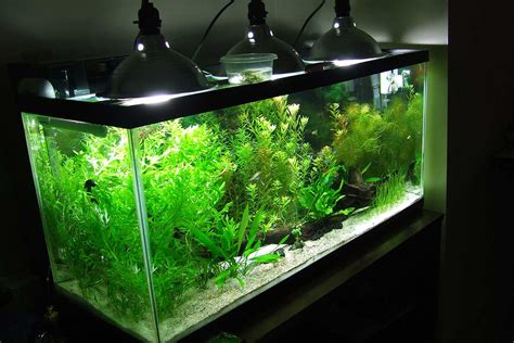 Aquarium Lighting Basics: the Case for LED Fixtures