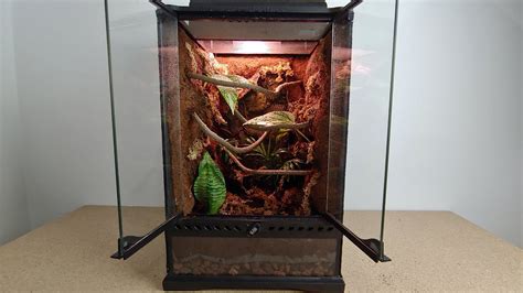 Diy Vivarium Background : Pin by Black Betty Zombie Queen on Akwaria i inne | Tree frog ...