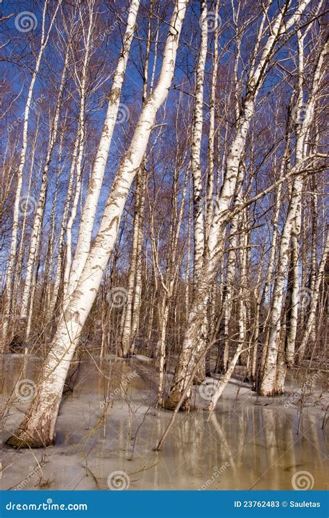 Background Birch Tree Forest Snow Defrost Spring Stock Image - Image of frost, grass: 23762483